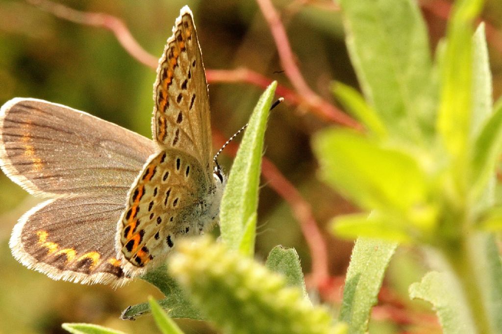 Forse Polyommatus?